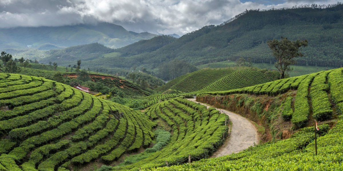 Kerala Grand Tour (Mumbai – Cochin – Thekkady – Munnar – Alleppey)