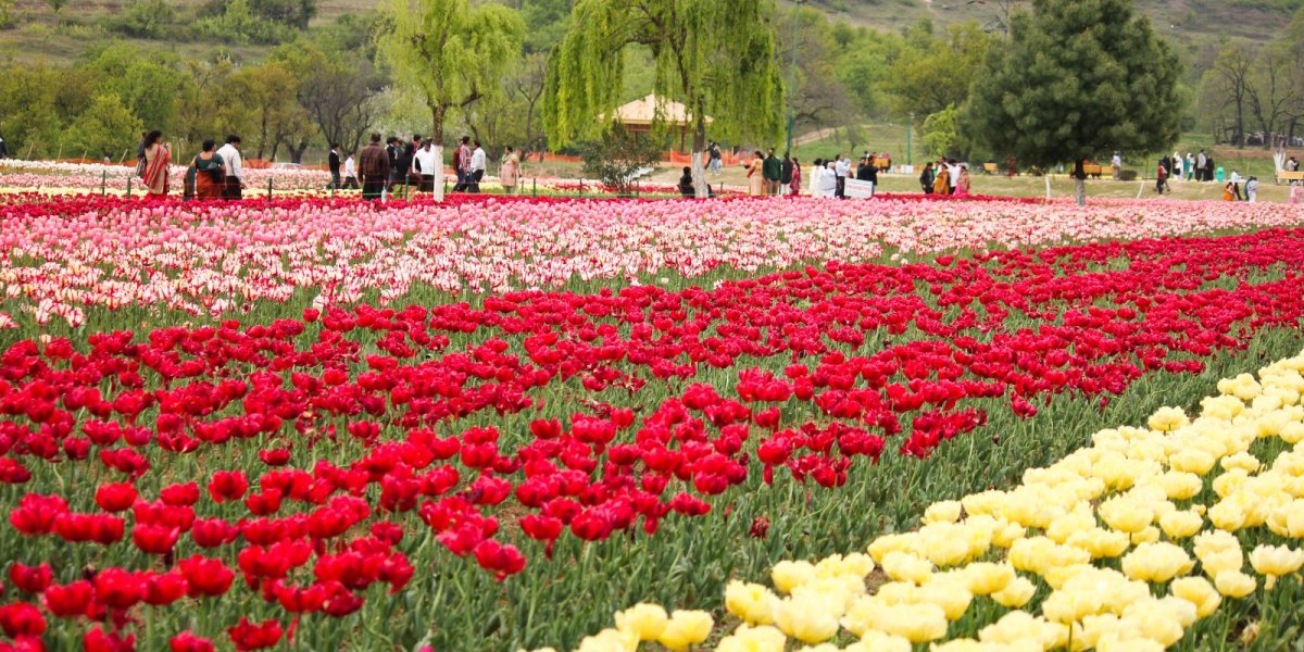 Kashmir Family Tour (Delhi – Srinagar – Pahalgam – Gulmarg)