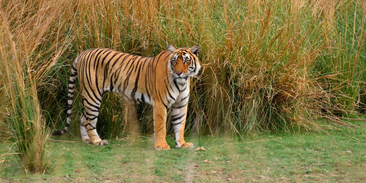 Ranthambore – Bharatpur Wildlife Tour